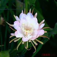 唯美好看昙花微信头像