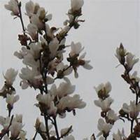 唯美好看昙花微信头像