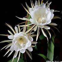 唯美好看昙花微信头像