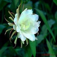 唯美好看昙花微信头像