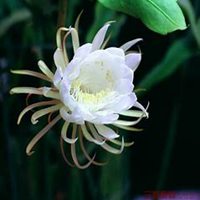 唯美好看昙花微信头像