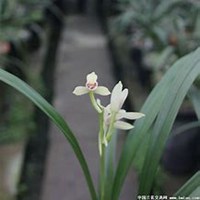 唯美好看春兰花微信头像