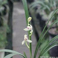 唯美好看春兰花微信头像