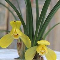 唯美好看春兰花微信头像