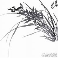 唯美好看春兰花微信头像