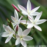 唯美好看春兰花微信头像