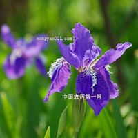 唯美好看春兰花微信头像