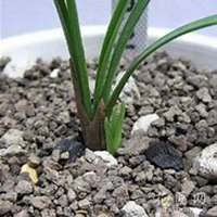 唯美好看春兰花微信头像