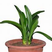 唯美好看春兰花微信头像