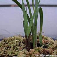 唯美好看春兰花微信头像