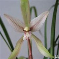 唯美好看春兰花微信头像