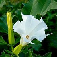 唯美好看曼陀罗花微信头像