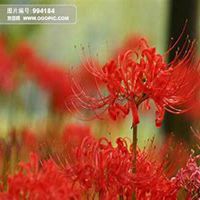 唯美好看曼陀罗花微信头像