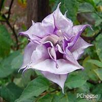 唯美好看曼陀罗花微信头像