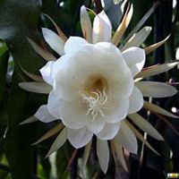 唯美好看曼陀罗花微信头像