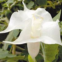 唯美好看曼陀罗花微信头像