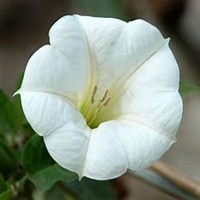 唯美好看曼陀罗花微信头像