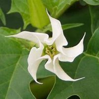 唯美好看曼陀罗花微信头像