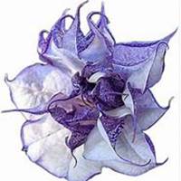 唯美好看曼陀罗花微信头像