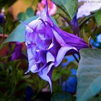 唯美好看曼陀罗花微信头像