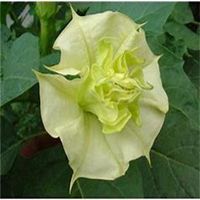 唯美好看曼陀罗花微信头像