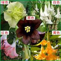 唯美好看曼陀罗花微信头像