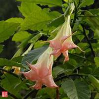 唯美好看曼陀罗花微信头像