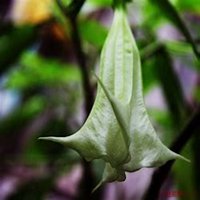 唯美好看曼陀罗花微信头像