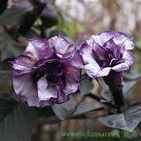 唯美好看曼陀罗花微信头像