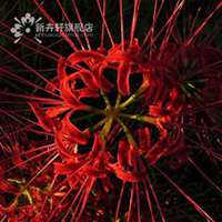 唯美好看曼陀罗花微信头像