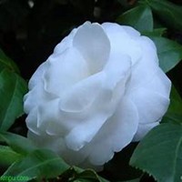 唯美好看曼陀罗花微信头像