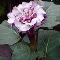 唯美好看曼陀罗花微信头像