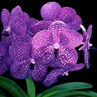 唯美好看月兰花微信头像