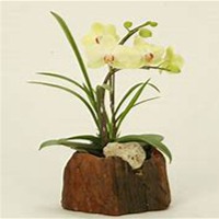 唯美好看月兰花微信头像