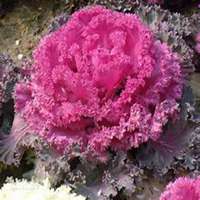 唯美好看月兰花微信头像