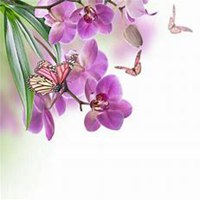 唯美好看月兰花微信头像