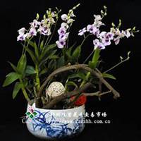 唯美好看月兰花微信头像