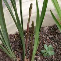 唯美好看月兰花微信头像