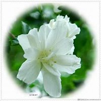 唯美好看木槿花微信头像