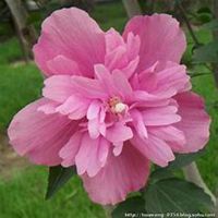 唯美好看木槿花微信头像