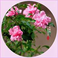 唯美好看木槿花微信头像