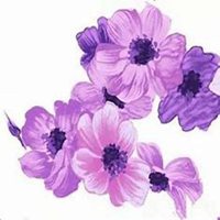 唯美好看木槿花微信头像