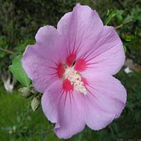 唯美好看木槿花微信头像