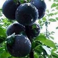 唯美好看李子树微信头像图片