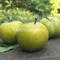 唯美好看李子树微信头像图片