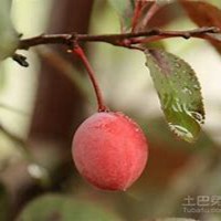 唯美好看李子树微信头像图片