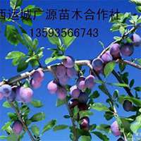 唯美好看李子树微信头像图片