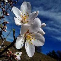 唯美好看杏花微信头像