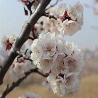 唯美好看杏花微信头像