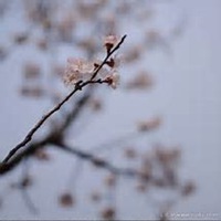 唯美好看杏花微信头像